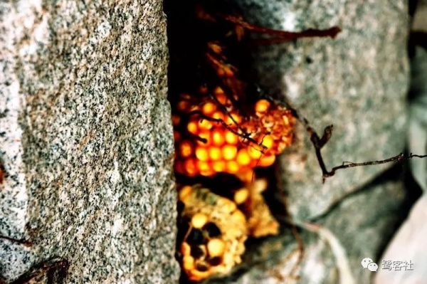 南安官桥曙光村（一）：向北，向北，直到那飘荡着地瓜香的土地