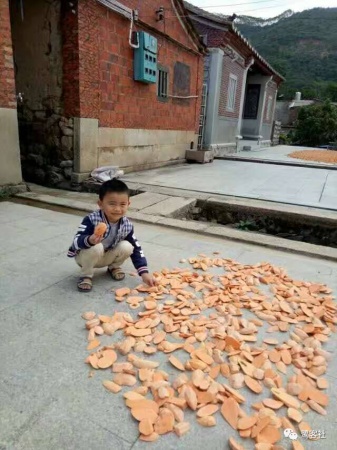 南安官桥曙光村（一）：向北，向北，直到那飘荡着地瓜香的土地