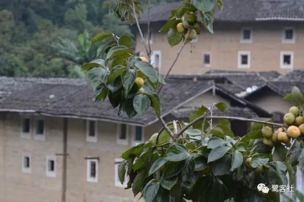 LOOK南靖：塔下人的远行与荣耀