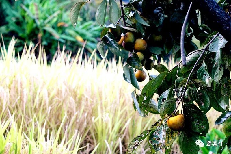 LOOK永定:那座名叫长滩的清寂小村庄 LOOK永定:那座名叫长滩的清寂小村庄