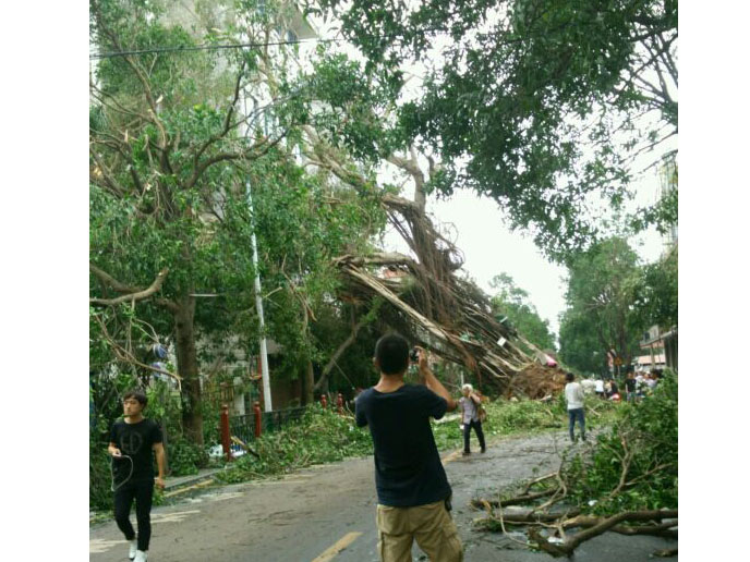 石鼓路大榕树，在莫兰蒂的吹袭中连根拔起_集美石鼓路商圈