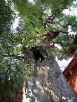 集美区后溪镇后溪镇西井村[西井铁炉宫] - 关帝及乡神松木大王 (9)_集美区后溪镇后溪镇西井村西井铁炉宫-关帝及乡神松木大王