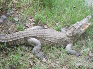 鸿建庄园_光泽鸿建庄园_鸿建庄园