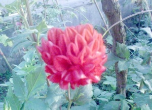 鸿建庄园_光泽鸿建庄园_鸿建庄园