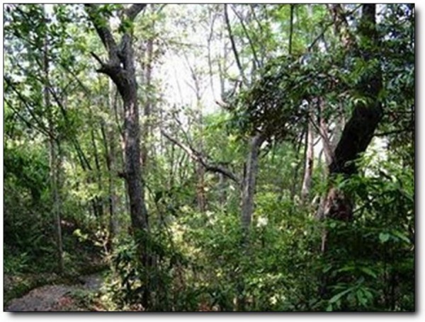 万木林_建瓯万木林_万木林