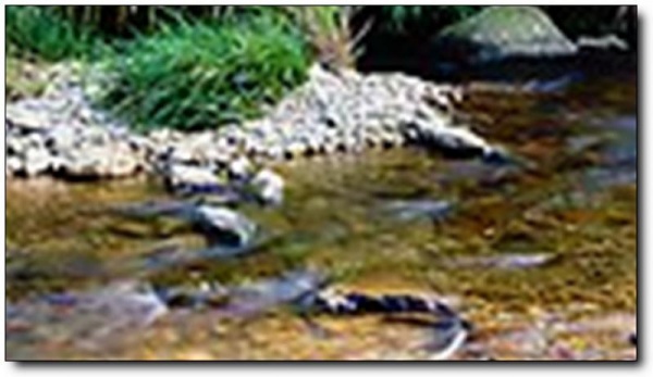 溪源村森林人家_建阳溪源村森林人家_溪源村森林人家