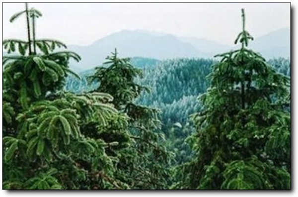 福山森林公园_邵武福山森林公园_福山森林公园