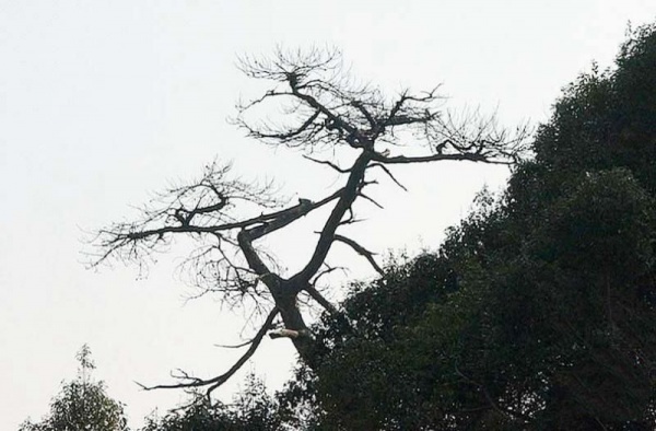 白马山_松溪白马山_白马山