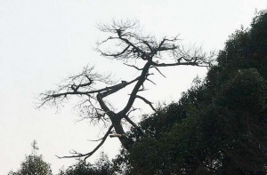 白马山_松溪白马山_白马山