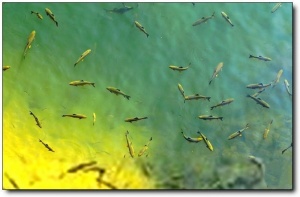 武夷山旅游攻略2013_2013年去武夷山旅游攻略_福建武夷山旅游_窝棚旅游网