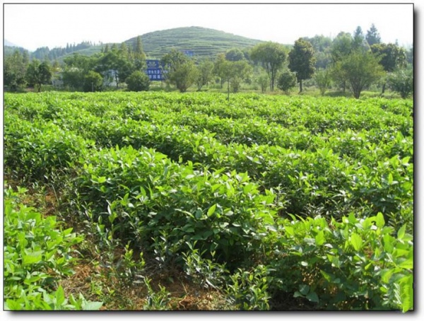 武夷岩茶大观园_武夷山武夷岩茶大观园_武夷岩茶大观园