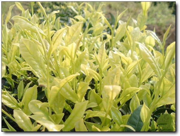 武夷岩茶大观园_武夷山武夷岩茶大观园_武夷岩茶大观园