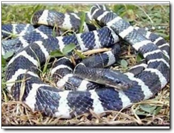 武夷蛇园_武夷山武夷蛇园_武夷蛇园