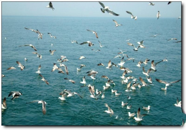 宁德大嵛山岛_霞浦大嵛山岛(福建宁德)_大嵛山岛