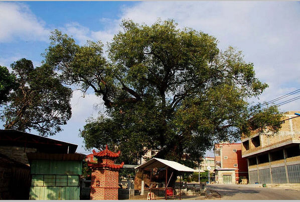 同安洪塘镇郭山村[公婆樟] - 树神 (5)_同安洪塘镇郭山村公婆樟-树神