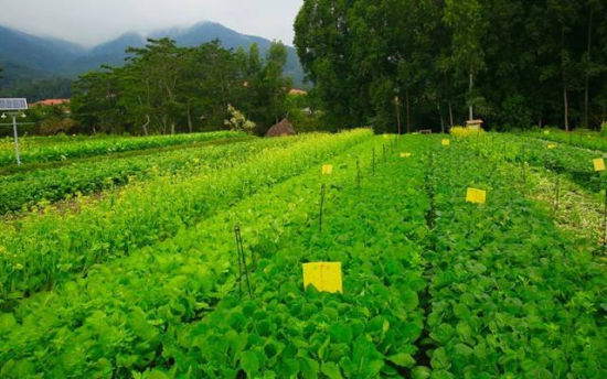 大曦山公园 (3)_大曦山公园