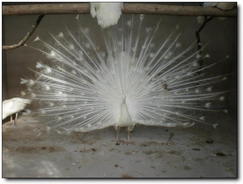 仙岭孔雀园 (4)_集美仙岭孔雀园