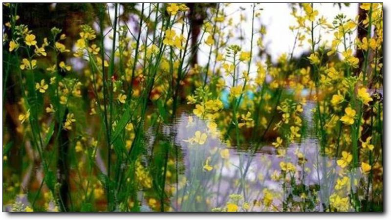 东孚大曦山公园 (3)_东孚大曦山公园