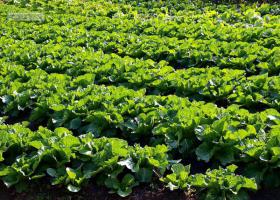 东孚大曦山公园 (2)_大曦山薰衣草公园好玩吗_大曦山薰衣草公园怎么去(在哪里)_大曦山薰衣草公园门票多少钱?_大曦山薰衣草公园