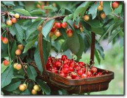 磊鑫缘休闲农庄 (3)_磊鑫缘休闲农庄