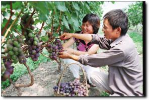 磊鑫缘休闲农庄 (6)_磊鑫缘休闲农庄