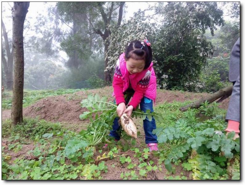东坪山开心农场 (3)_东坪山开心农场