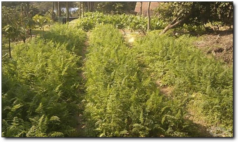 东坪山开心农场 (2)_东坪山开心农场