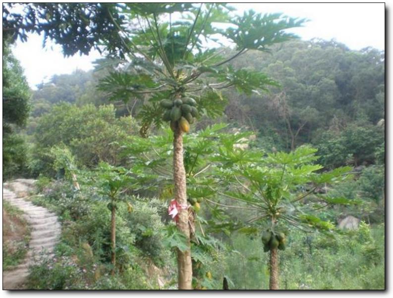 东坪山开心农场 (5)_东坪山开心农场