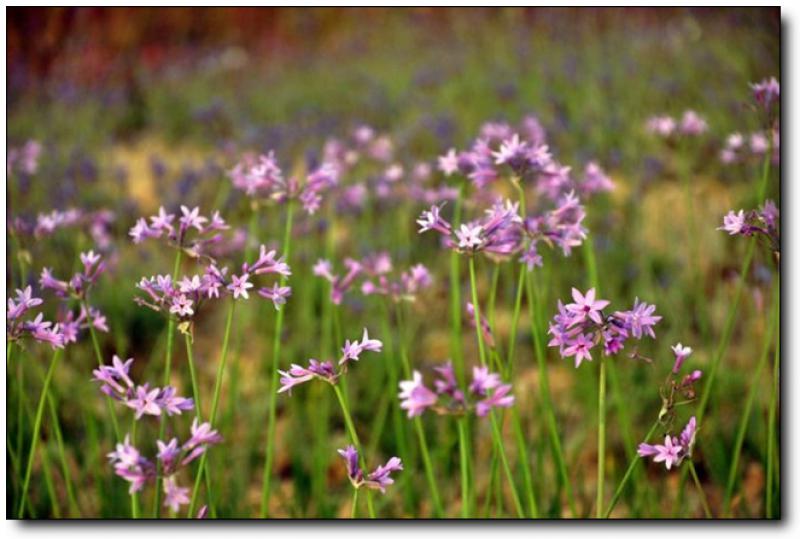 香草园 (4)_香草园
