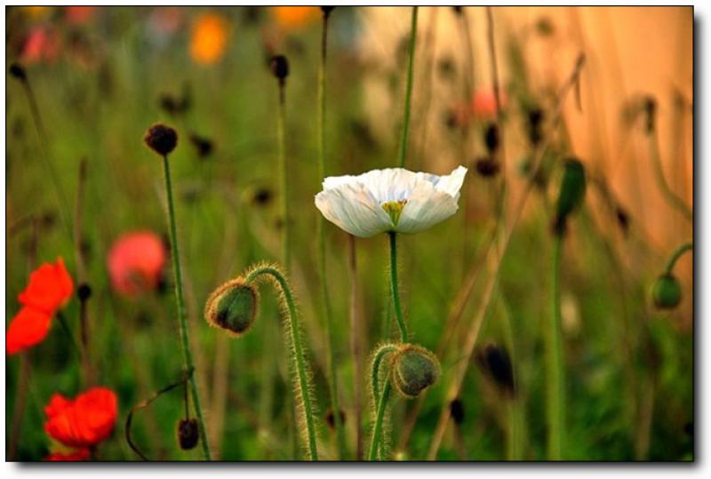 香草园 (2)_香草园