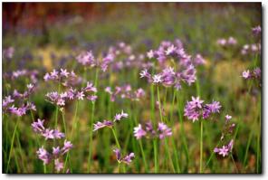 香草园 (4)_香草园