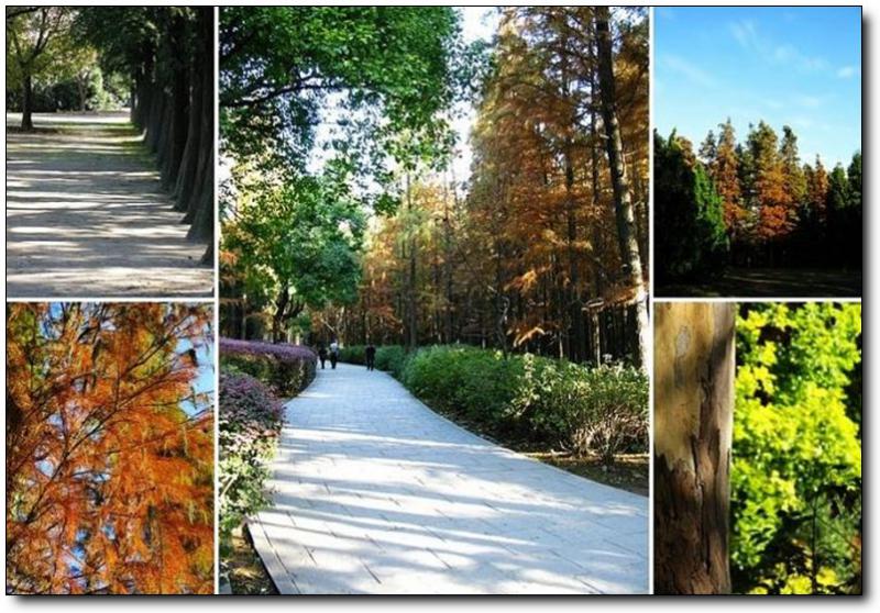 洋麻山森林公园 (6)_洋麻山森林公园