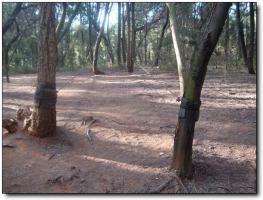 凤山森林公园 (1)_凤山森林公园