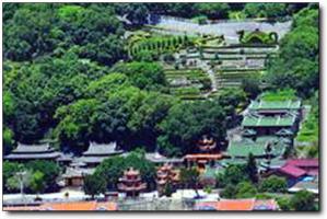 凤山茶园 (5)_凤山茶园