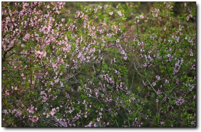 森林公园 (4)_森林公园