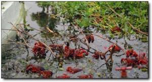 晋江红霞休闲农庄 (3)_晋江红霞休闲农庄