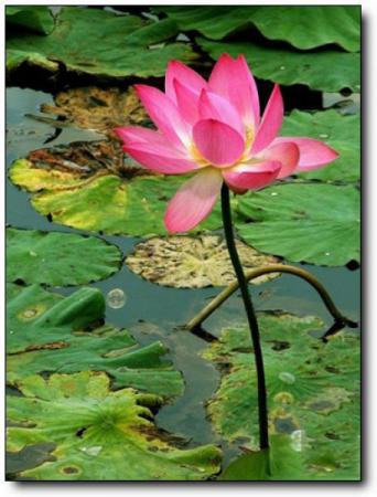 鲤城江南公园 (2)_鲤城江南公园