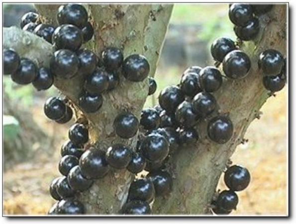 洛江丰山生态旅游区 (5)_洛江丰山生态旅游区