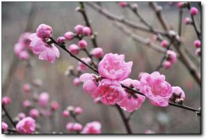 永春北溪文苑桃花谷 (1)_永春北溪文苑桃花谷