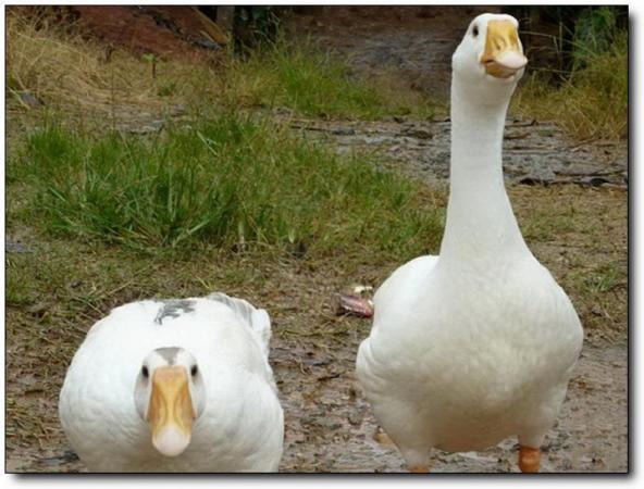 长泰绿源山庄 (2)_长泰绿源山庄