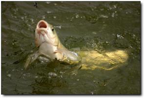 长泰绿源山庄 (1)_长泰绿源山庄