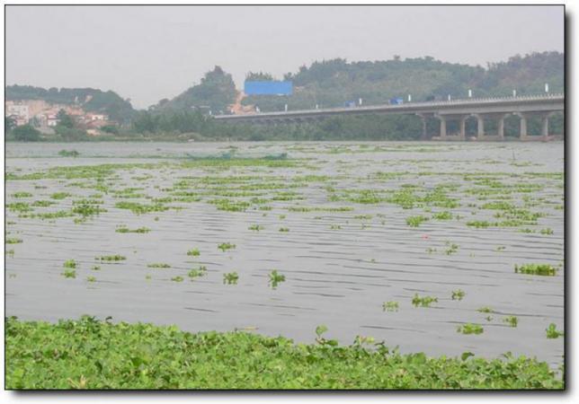 龙海江东桥 (6)_漳州江东桥_龙海江东桥(福建漳州)_江东桥