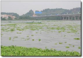 龙海江东桥 (6)_漳州江东桥_龙海江东桥(福建漳州)_江东桥