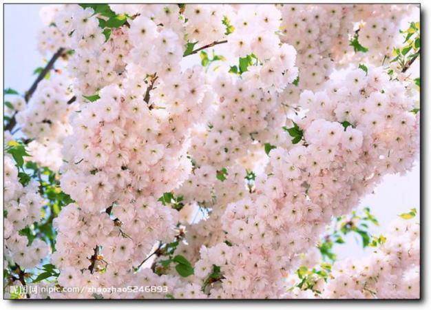 诏安红星乡万亩梅园 (5)_诏安红星乡万亩梅园