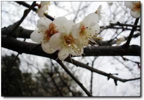 诏安红星乡万亩梅园 (2)_诏安红星乡万亩梅园