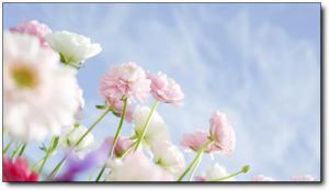 诏安红星乡万亩梅园 (3)_诏安红星乡万亩梅园