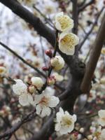 诏安红星乡万亩梅园 (4)_诏安红星乡万亩梅园