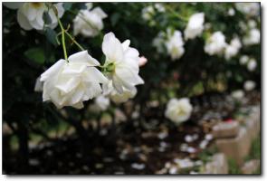 长乐冰心公园 (4)_长乐冰心公园