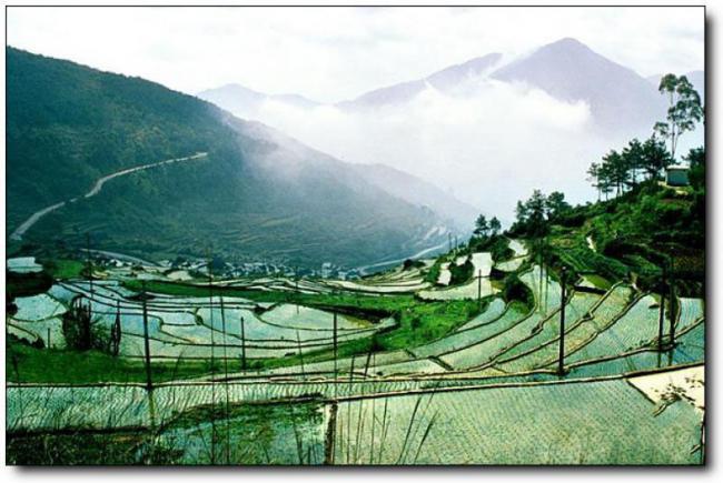 福清天生林艺 (1)_福清天生林艺