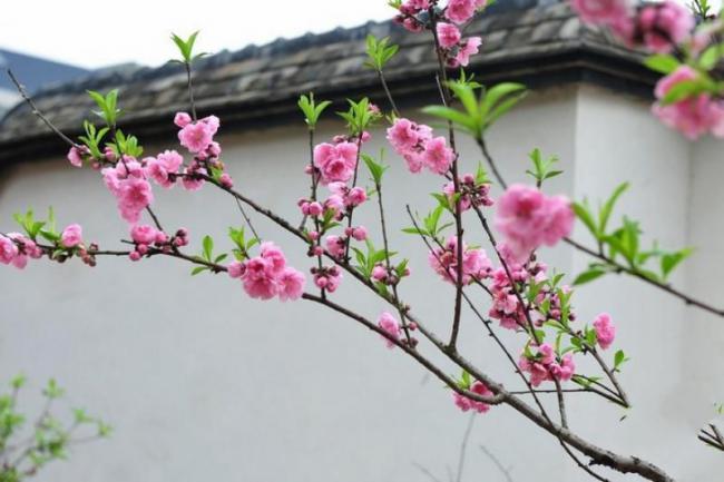 鼓楼乌山 (1)_鼓楼乌山